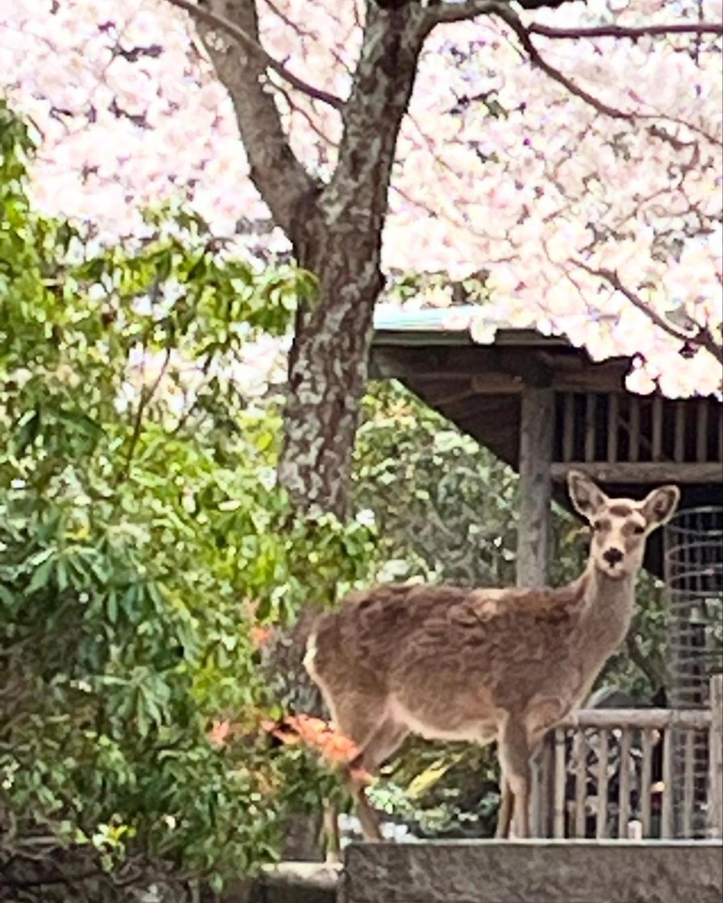 宮島 町家宿 進龍庵 廿日市 外观 照片